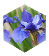 鳶尾根萃取精華