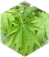 碾茶萃取精華